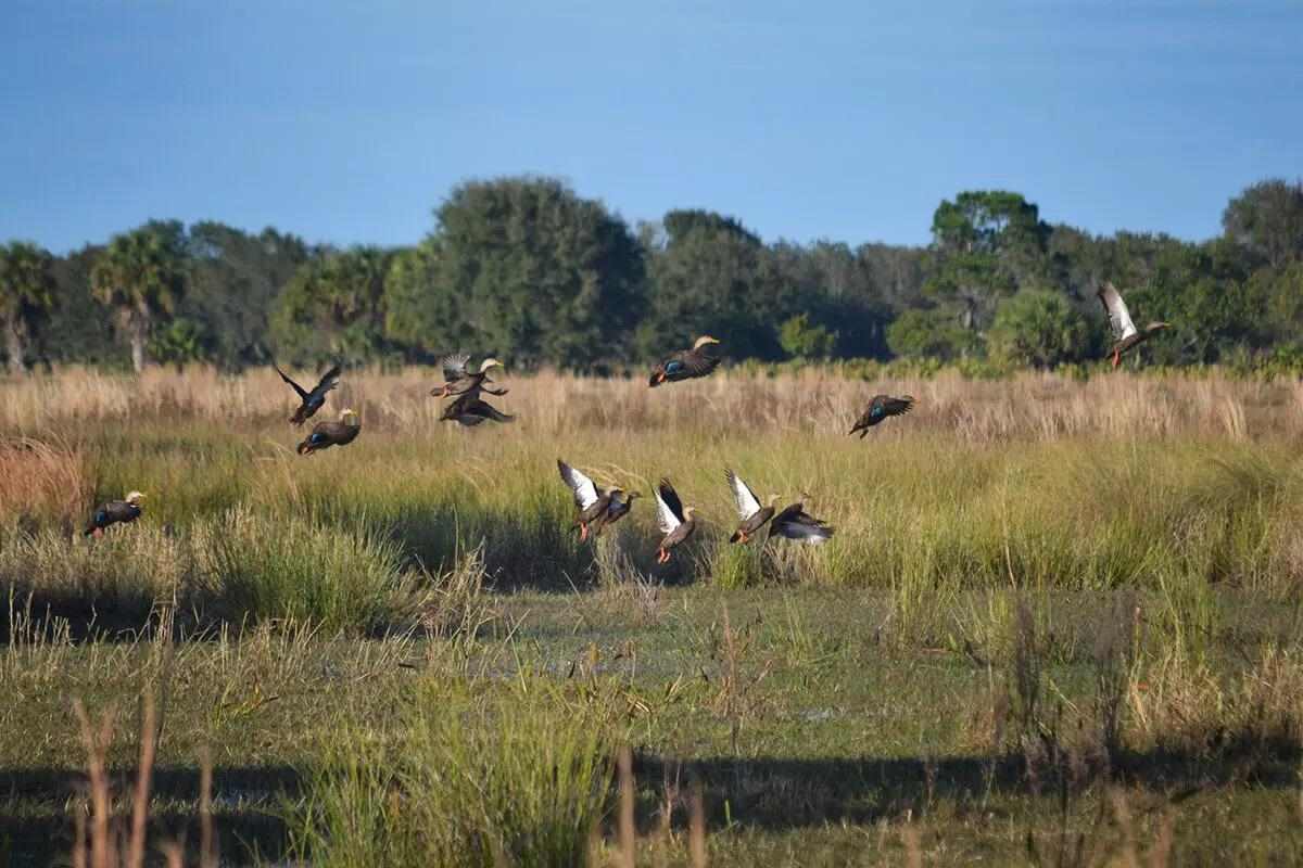 How to Find & Hunt Waterfowl on Small Ponds