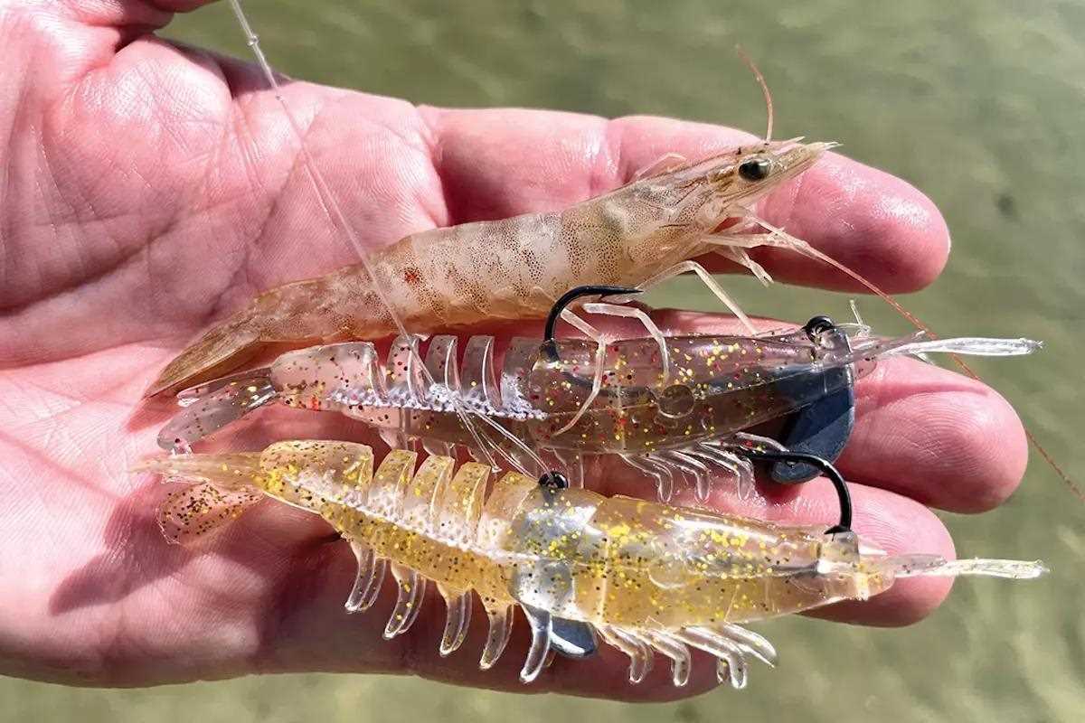 Shrimp-itation Game: How to Fish One of the Most Versatile Lures Around