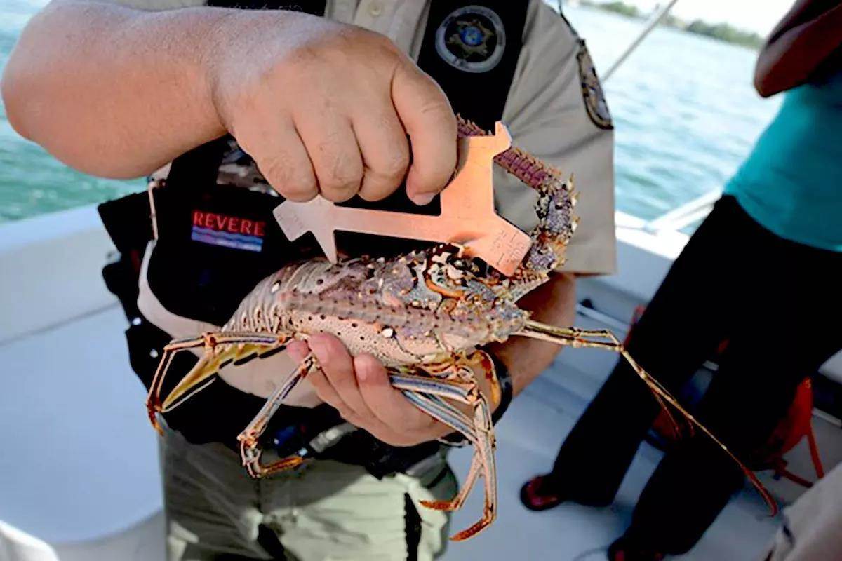 Florida's Spiny Lobster Season Begins