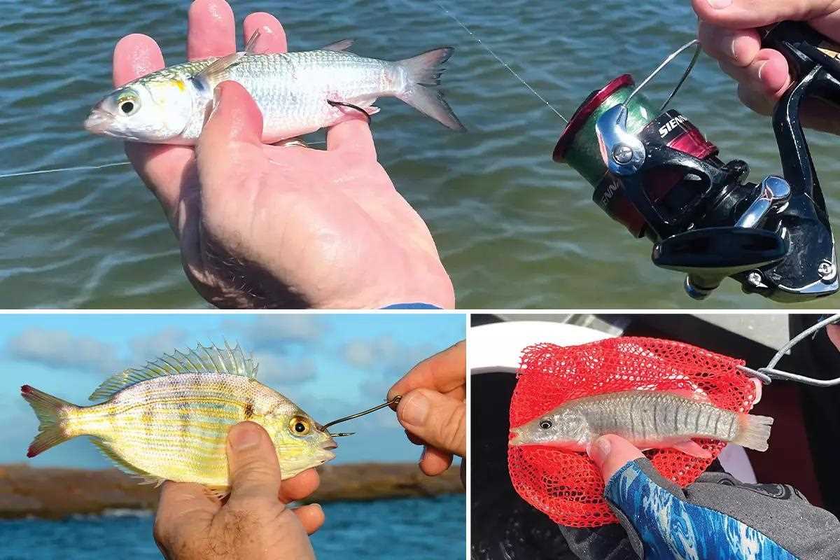 The Baitfish Big 3 for Inshore Fishing