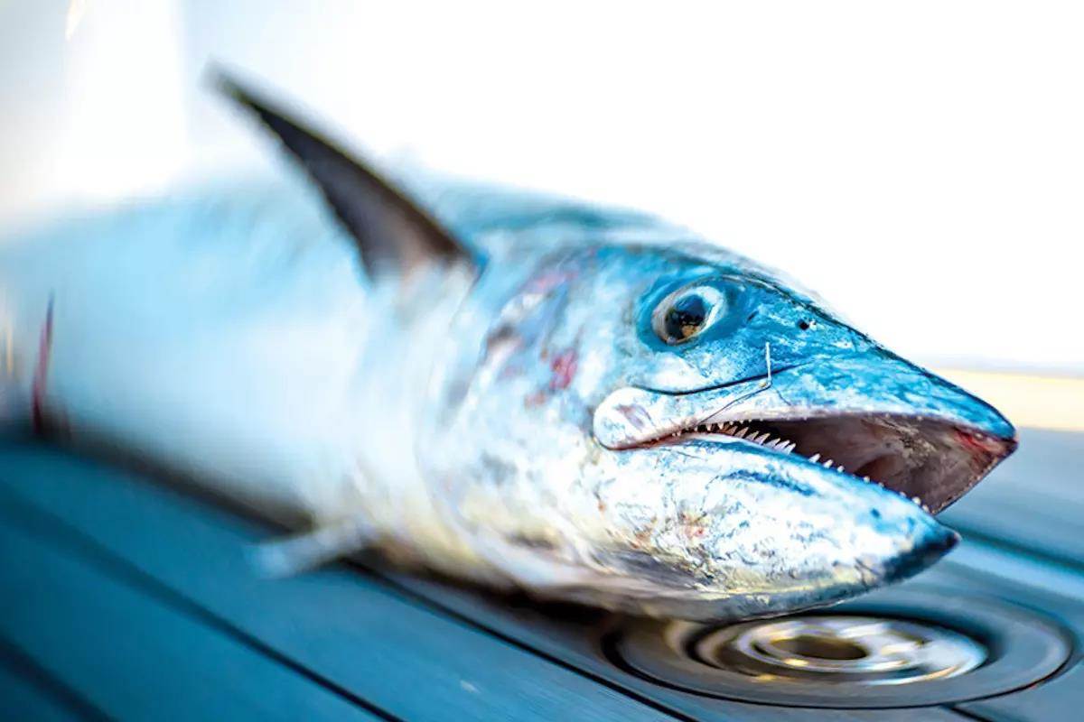 Florida's Coast-to-Coast King Mackerel