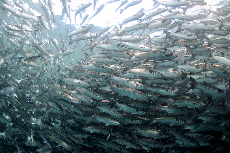 How to Fish the Florida Mullet Run: 5 Fool-Proof Tips You Need to Know