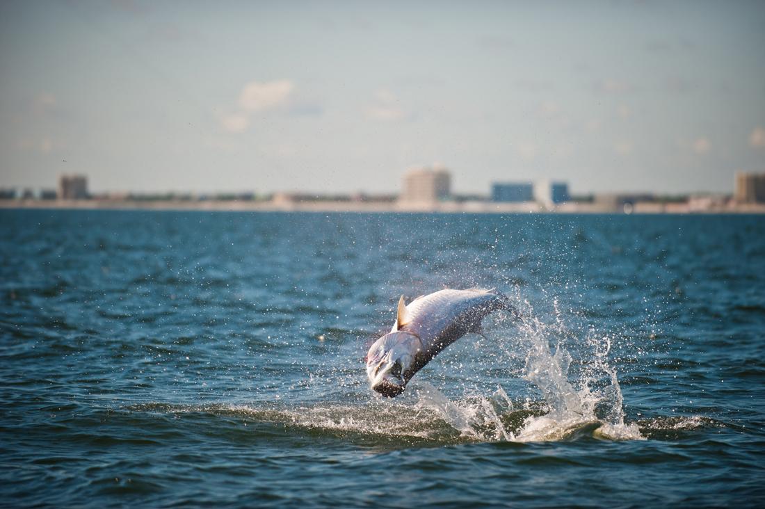 Beach Fishing for Tarpon from the Boat