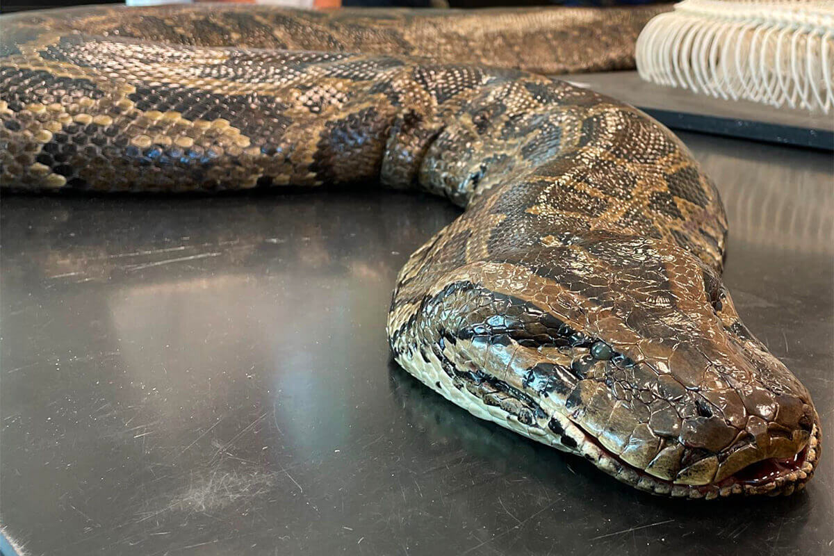 Snakes Alive! Massive Burmese Python Found in Florida Goes Viral