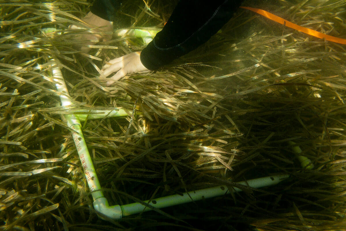 Seagrass 102: 4 Ways You Can Help Restore Seagrass