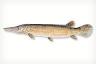 alligatorgar