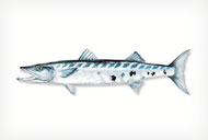 GREATBARRACUDA