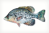 Black Crappie