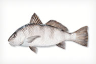 BLACKDRUM