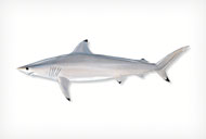 blacktipshark