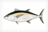 Blackfin Tuna