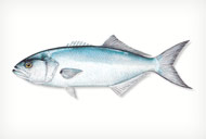 bluefish