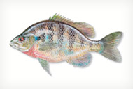 Bluegill