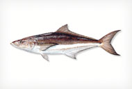 COBIA