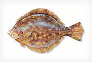 SOUTHERNFLOUNDER