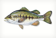 Largemouth Bass