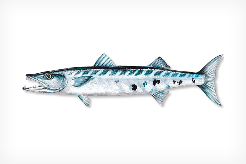 Barracuda