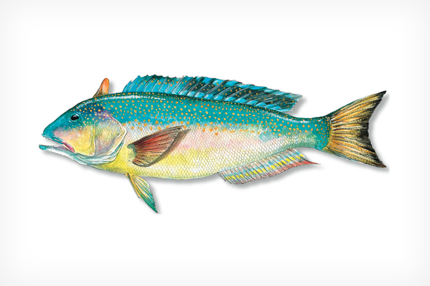 Golden Tilefish