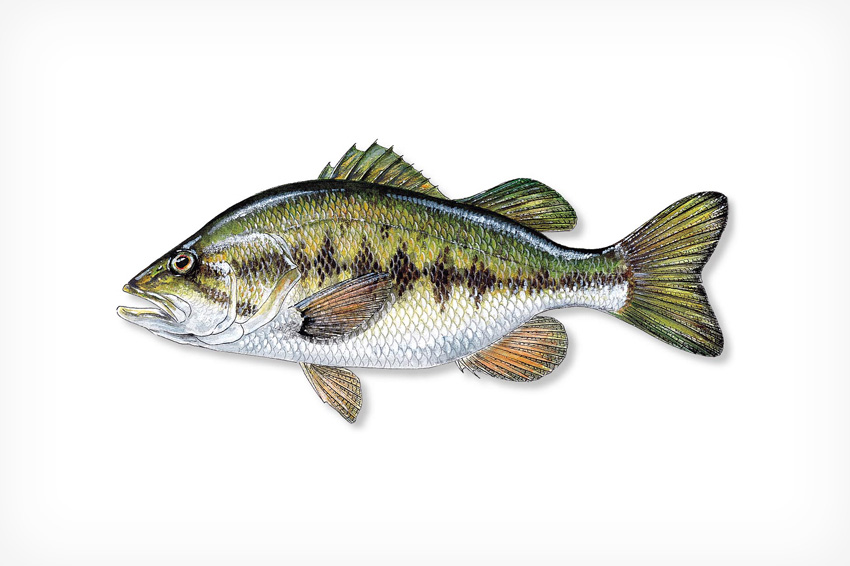 Largemouth Bass