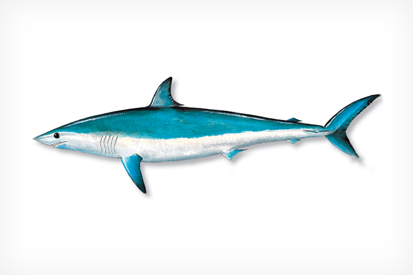 Mako Shark