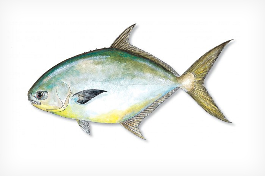 Pompano