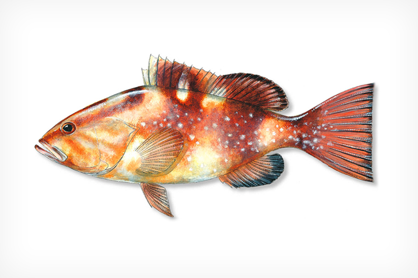 Red Grouper