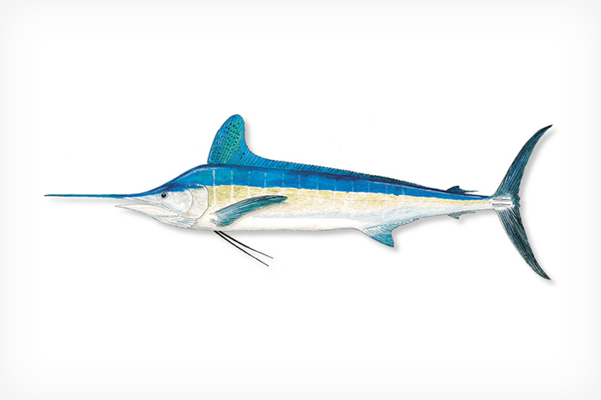 White Marlin