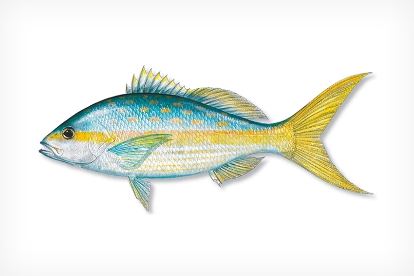 Yellowtail Snapper