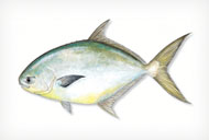 POMPANO