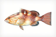 redgrouper