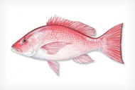 redsnapper