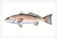 REDFISH