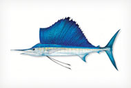 Sailfish