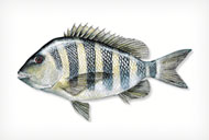 sheepshead