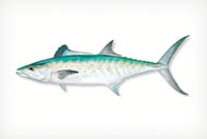 SPANISHMACKERAL