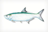 TARPON