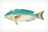 TILEFISH