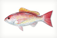 vermilionsnapper