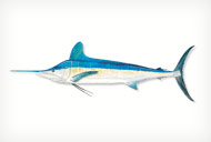 WHITEMARLIN