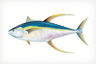 Yellowfin Tuna