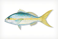 yellowtailsnapper